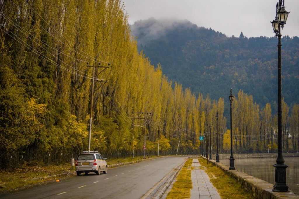 gray car parked on road beside green trees