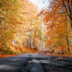 photo of roadway during fall