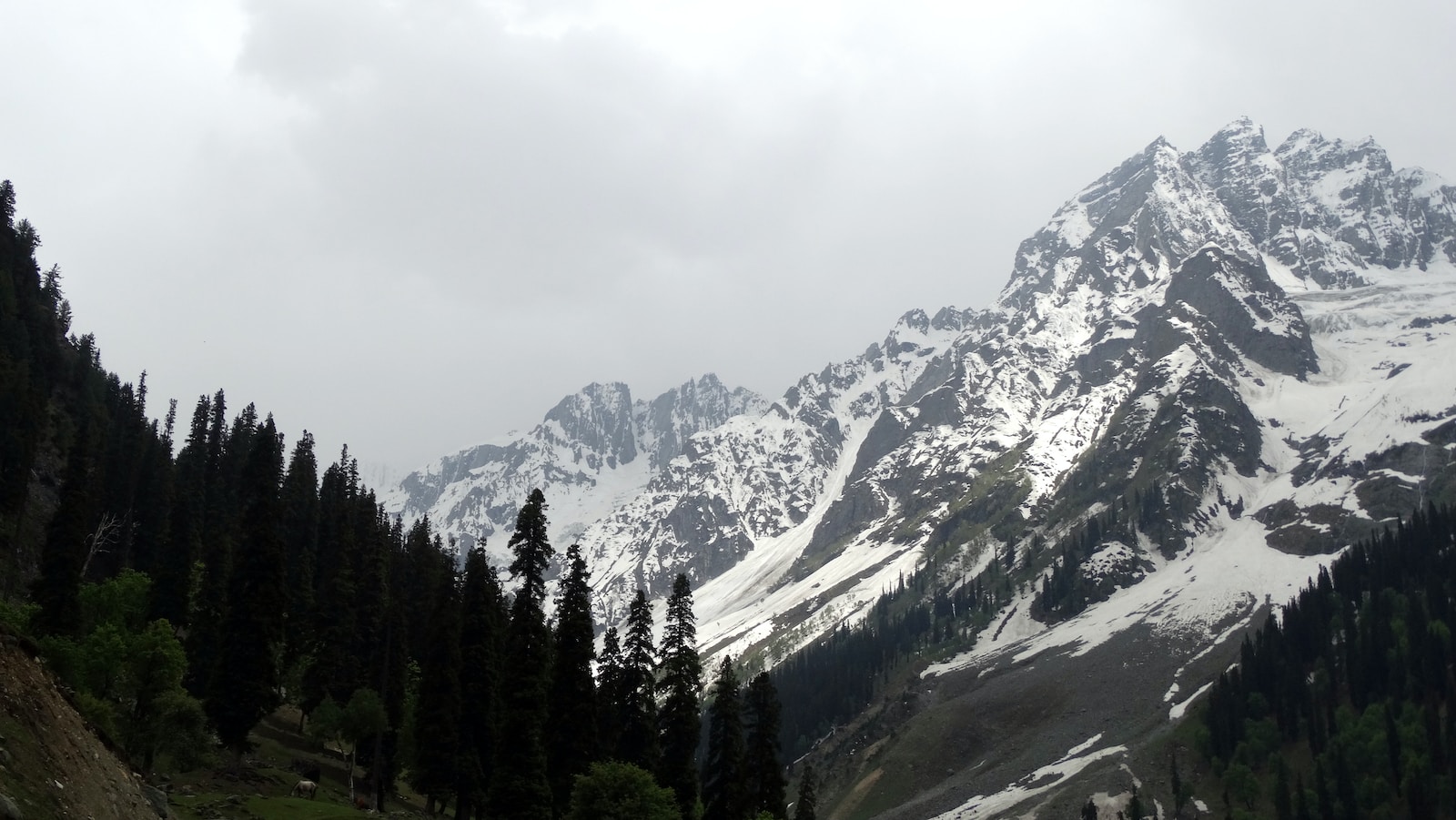 green pine trees near snow covered mountain during daytime