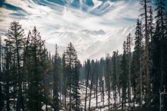 green evergreen trees on snowy mountain