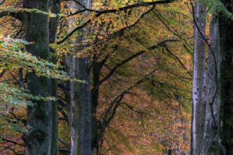 road with falling leaves in between of trees