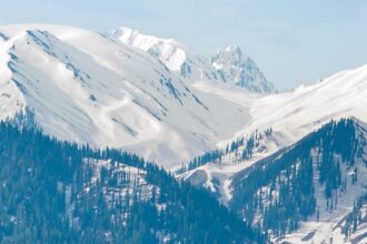 green trees on mountain during daytime