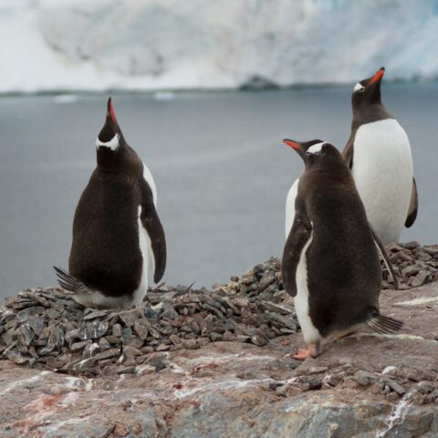 three penguins sitting on a rock near a body of water