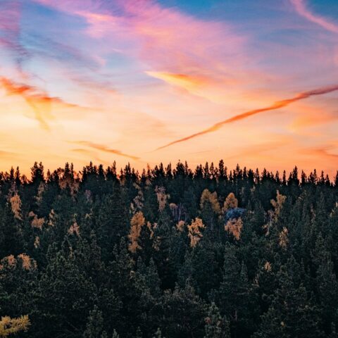 a beautiful sunset over a forest with trees