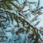 Close-up of snow-dusted fir branches capturing the essence of winter outdoors.