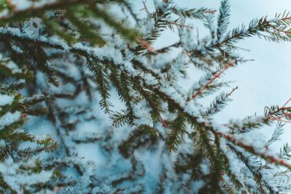 Close-up of snow-dusted fir branches capturing the essence of winter outdoors.