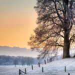 winter, snow, cold, tomorrow, sunrise, dawn, winter landscape, white, mountains, winter magic, wintry, frozen, forest, tree, light, icy, mood, heaven, nature, frost, snowfall, sunrise, forest, snowfall, snowfall, snowfall, snowfall, snowfall